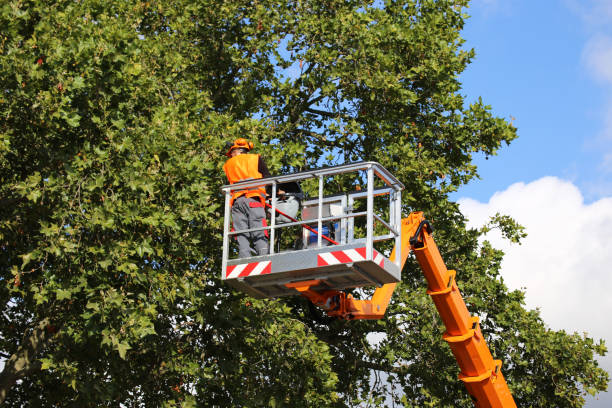 Best Tree Cabling and Bracing  in Port Hadlock Irondale, WA